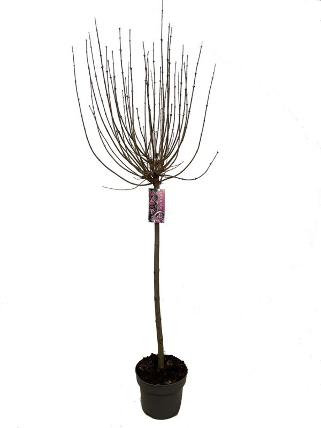 Syringa meyeri 'Palibin' - 80 CM Stem C5